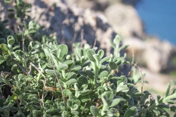 Salvia Fresca Cruda Montaña Hierba Salvia Silvestre Crece Campo Planta — Foto de Stock