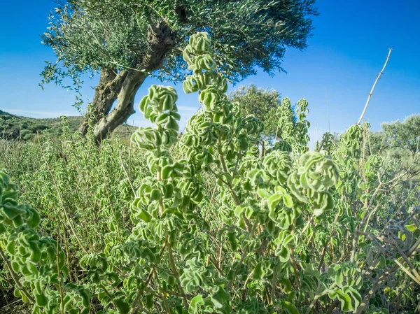 Sábio Cru Fresco Montanha Erva Selvagem Sábio Cresce Campo Planta — Fotografia de Stock