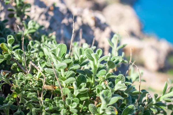 Fresh Raw Sage Mountain Wild Sage Herb Grows Field Aromatic — Stock Photo, Image