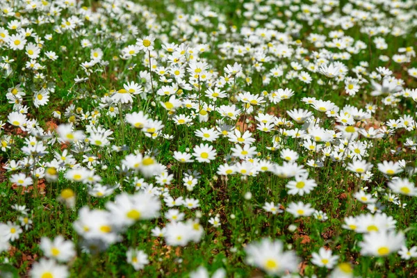 Natural Wild Chamomile View Blooming Chamomile Field Green Forest Background — Stock Photo, Image