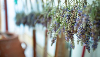 Kuruması için dışarıda asılı bir demet lavanta çiçeği. Geçmişi bulanık bir demet Lavanda çiçeği. Güzel Yunan lavantası, kuruyor.