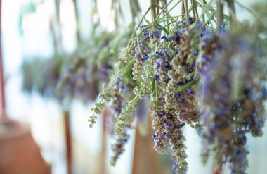 Kuruması için dışarıda asılı bir demet lavanta çiçeği. Geçmişi bulanık bir demet Lavanda çiçeği. Güzel Yunan lavantası, kuruyor.