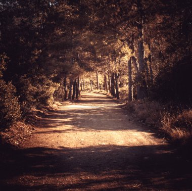 Gizemli Peri Ormanı. Mistik bir atmosfer. Paranormal başka bir dünya. Yabancı bir orman. Sarı yapraklı park yeri. Duvar kağıdı için arkaplan.