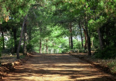 Ağaçların dallarından geçen güneş ışınları olan renkli bir orman. Güneş ışığıyla birlikte doğanın manzarası. Yunanistan 'ın Girit kentindeki Archanes köyünün yakınındaki Fourni ormanı. Ünlü turistik yer..