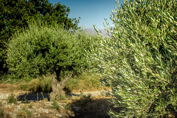 Azeitona Campo Creta Grécia Azeite — Fotografia de Stock