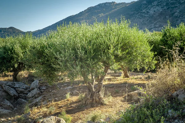 Tarlada Zeytin Ağacı Girit Yunanistan Zeytinyağı Telifsiz Stok Imajlar