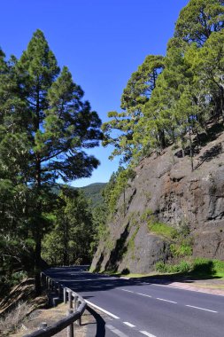 İspanya, Kanarya Adaları, Tenerife, kayalar ve çam ağaçları arasında dağ yolu