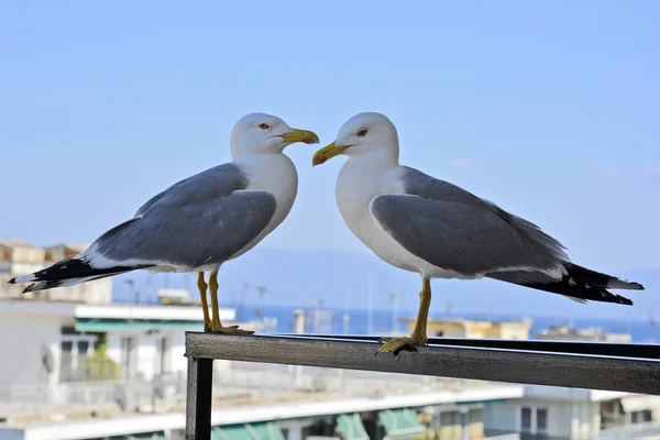 Yunanistan Iki Deniz Martı Balkon Korkuluk Olarak — Stok fotoğraf