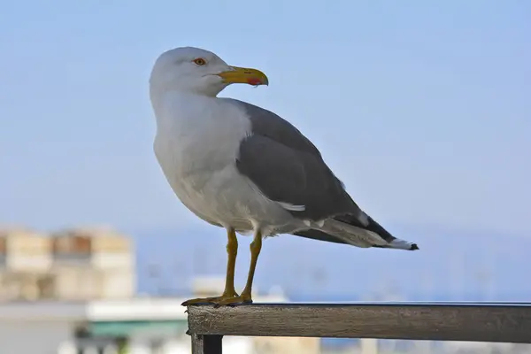 Grecia Gaviota Sobre Barandilla Balcón — Foto de Stock