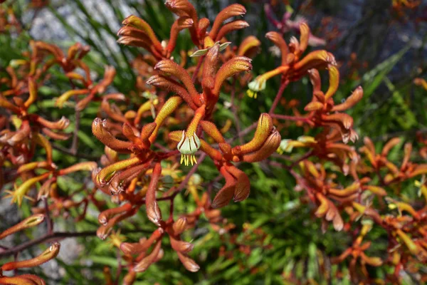 Αυστραλία Περθ Πόδι Καγκουρό Λουλούδι — Φωτογραφία Αρχείου