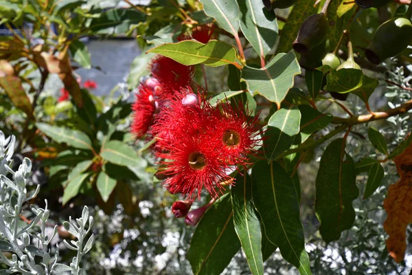 Australia Red Flowering Eucalyptus Named Gungurru — Stock Photo, Image