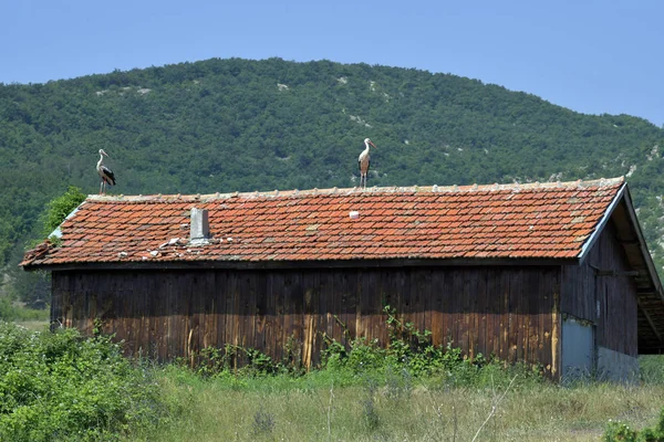 Bulgarien Två Storkar Tak — Stockfoto