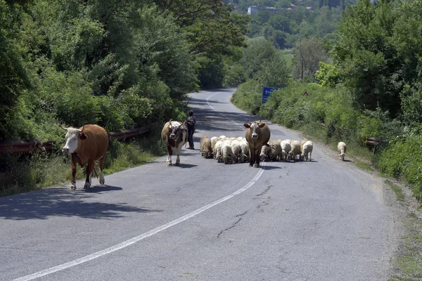 Bulgaristan Köy Yolunda Kadın Çoban Koyun Yemleri Ile — Stok fotoğraf