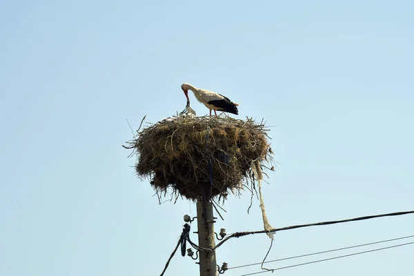 Bulgaria Stork Feeding Young Birds Nest Lamp Post — Stock Photo, Image