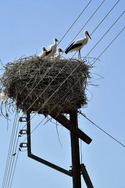 Greece Porto Lagos Stork Nest Telefon Post Young Old Storks — Stock Photo, Image