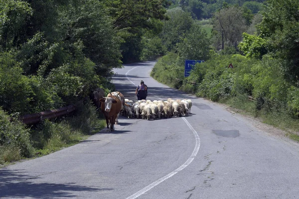 Bulgaria Pastora Con Ovejas Vacas Camino Del Campo —  Fotos de Stock