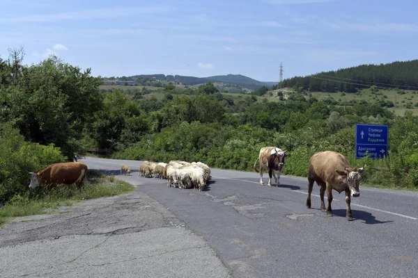 Bulgaria Ganado Vacuno Rebaño Ovejas Carretera —  Fotos de Stock