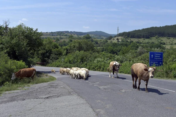 Bulgaria Ganado Vacuno Rebaño Ovejas Carretera —  Fotos de Stock