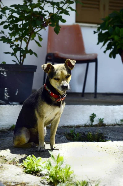 Greece Crete Dog Monastery Kroustallenia — Stock Photo, Image
