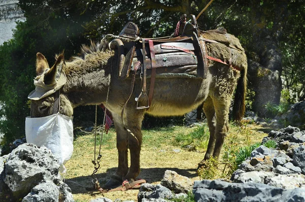 Greece Crete Donkey Hut Feed Bag Saddle Mode Transport Tourists — Stock Photo, Image