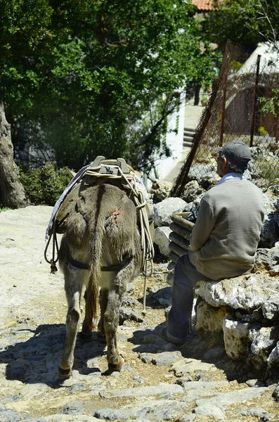 Psychro Grecia Mayo 2014 Hombre Identificado Con Burro Esperando Que — Foto de Stock