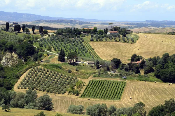 Italia Toscana Viticultura Agricultura Con Olivos — Foto de Stock