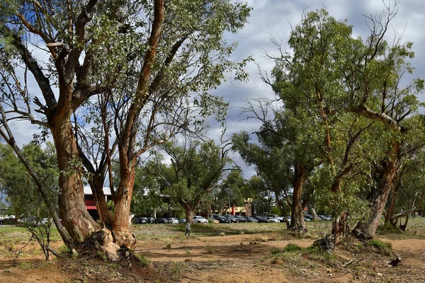 Drzew Eukaliptusowych Australia Suchym Korycie Rzeki Todd — Zdjęcie stockowe