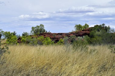 Avustralya, Nt, genel Ewaninga koruma rezerv, tarih öncesi gravür ve bitki örtüsü ören