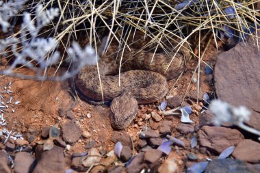 Australia, desert death adder snake clipart