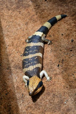 Avustralya, Batı mavi dilli Skink