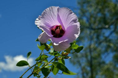 Australia, Sturt's Desert Rose the flower emblem of Northern Territory clipart