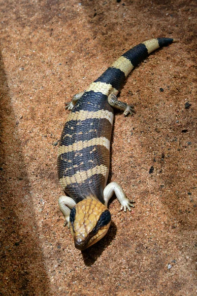 Austrália Western Blue Tongued Skink — Fotografia de Stock