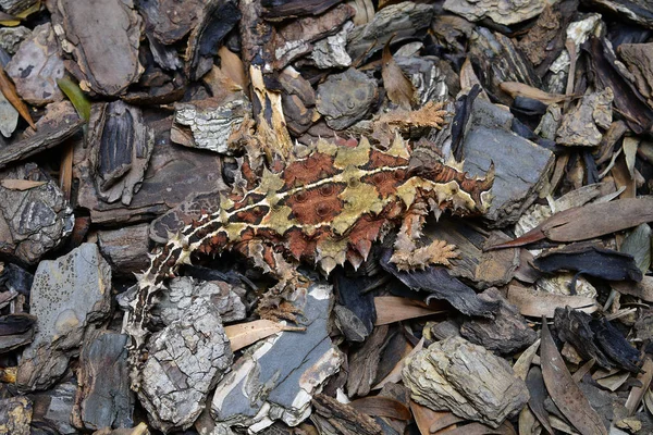 Australia Thorny Devil Reptile — Stock Photo, Image