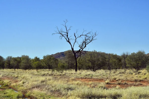 Australia Zmarłe Drzewo Outback Terytorium Północnego — Zdjęcie stockowe