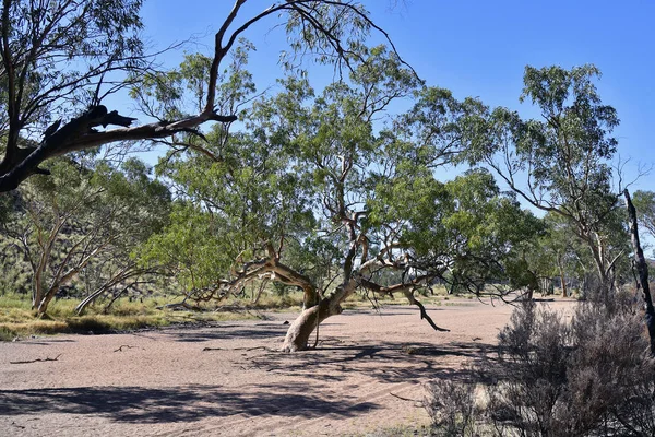 Australia, Northern Territory, eucalyptus tree in dry river bed of Simpson Gap