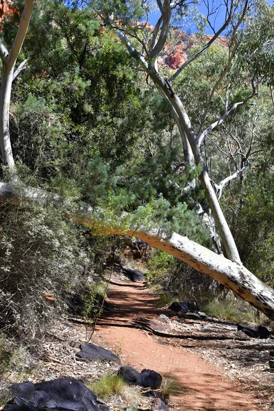 Australie Eucalyptus Sentier Menant Gouffre Standley — Photo