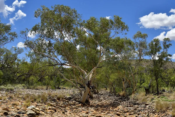 Australia Árbol Eucalipto Lecho Seco Del Río Parque Nacional West — Foto de Stock