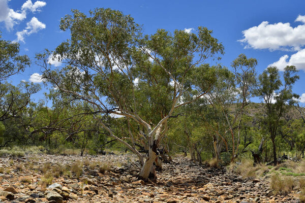 Australia, NT, eucalyptus tree in dry river bed in West McDonnell Range national park