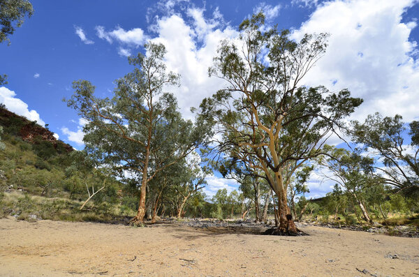 Australia, NT, eucalyptus trees in dry riverbed of Ormiston Gorge in West McDonnell Range national park