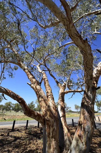 Australia Árbol Eucalipto Con Corteza Árbol Ornamentado Carretera Ross Parque —  Fotos de Stock
