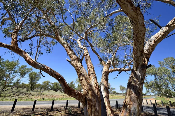 Australia Albero Eucalipto Con Corteccia Albero Ornata Sull Autostrada Ross — Foto Stock