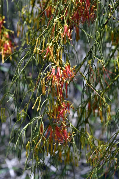 Australia Amyema Preissii Commonly Known Wireleaf Mistletoe — Stock Photo, Image