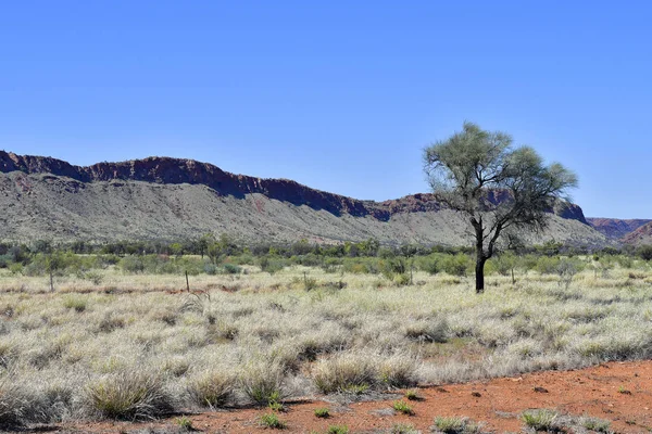 Australia Krajobraz Bardziej Kolczasty Trawy West Mcdonnell Zakres — Zdjęcie stockowe