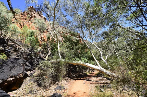 Austrália Caminho Pedestre Standley Chasm Parque Nacional Donnell — Fotografia de Stock
