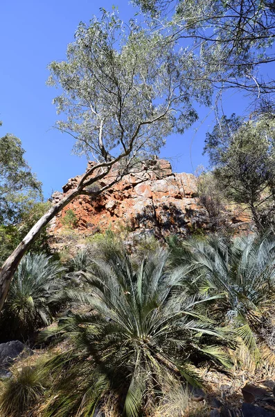 Cícadas Gama Australia Mcdonnell Standley Chasm —  Fotos de Stock