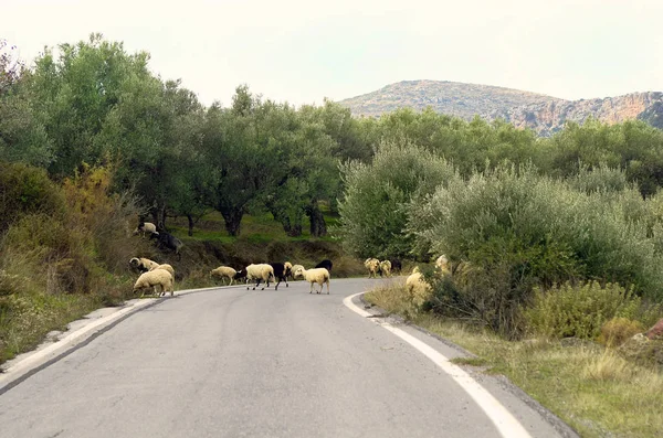 ギリシャ クレタ島 山の道路上の羊の群れ — ストック写真