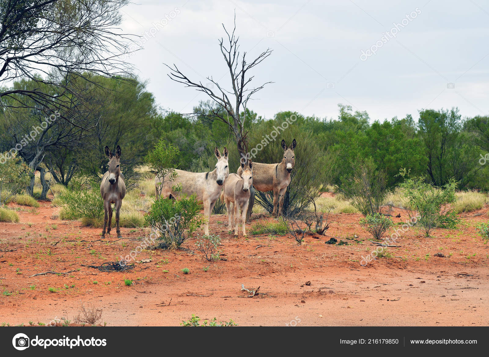 https://st4.depositphotos.com/2843107/21617/i/1600/depositphotos_216179850-stock-photo-australia-free-donkeys-australians-outback.jpg