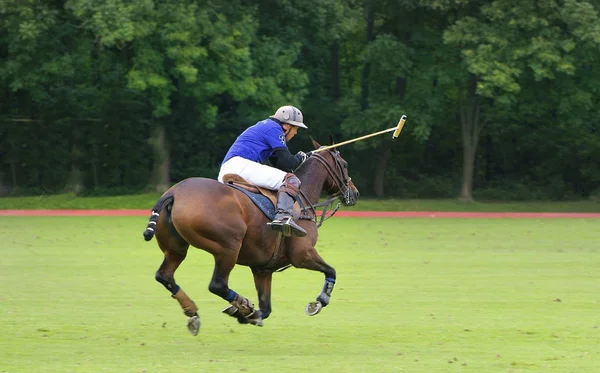 国際ポロ大会で馬に Ebreichsdorf オーストリア 2010 正体不明の乗馬 — ストック写真