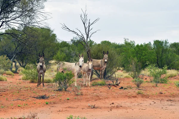 Australia Free Donkeys Australians Outback Alice Springs — Stock Photo, Image