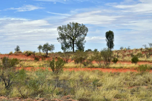 Australië Outback Met Spinifex Gras Woestijn Eiken — Stockfoto